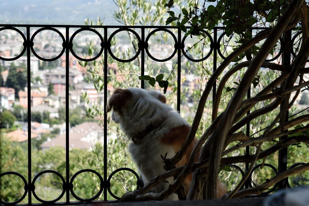 B&B Villa Moro - Family House Domodossola Eksteriør billede